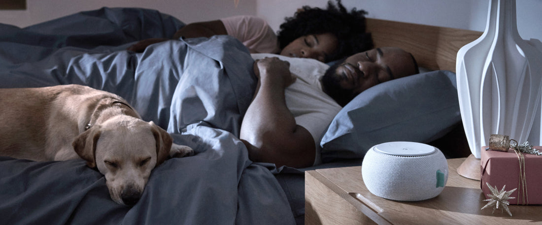 Man and woman sleeping in a Tuft & Needle bed with their dog laying next to them