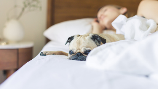 Should You Sleep With Your Pets?