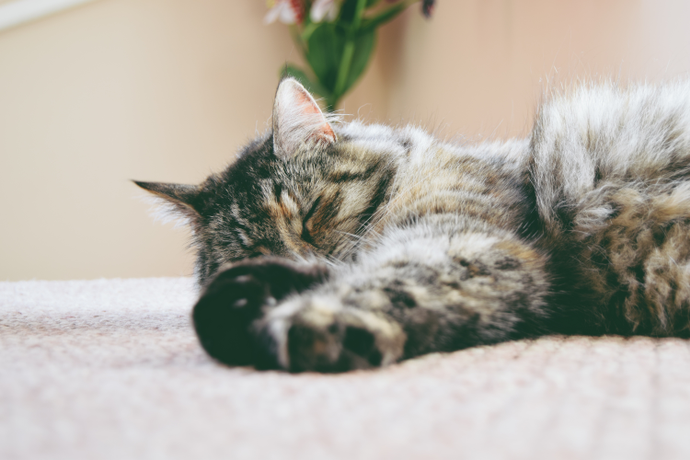 What's The Best Mattress For A Stomach Sleeper?
