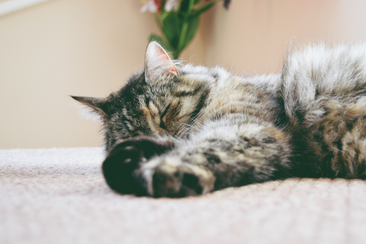 What's The Best Mattress For A Stomach Sleeper?