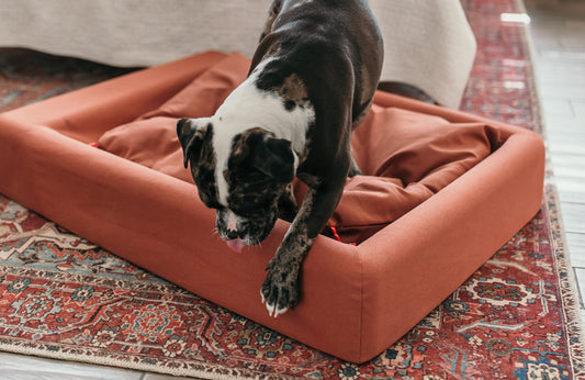 Sleeping Dogs Don't Lie