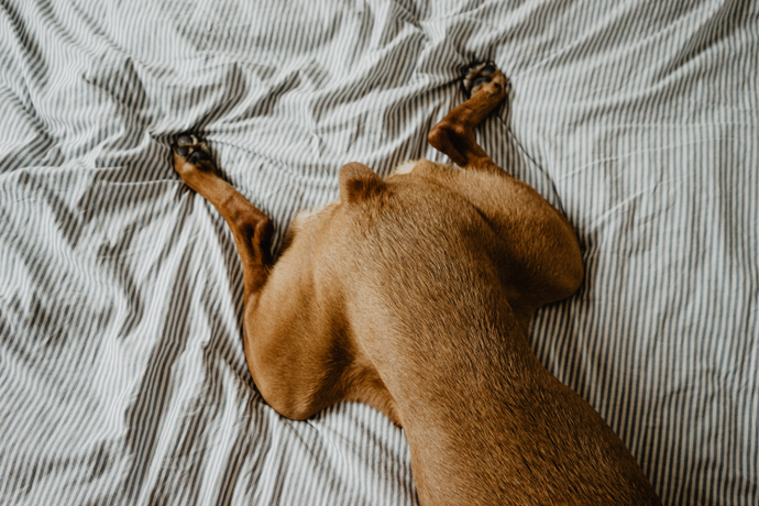 Back half of a dog laying on a bed with its legs straight back