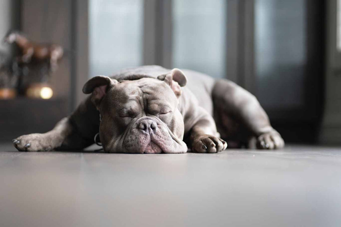 Grey english bulldog sleeping on the ground