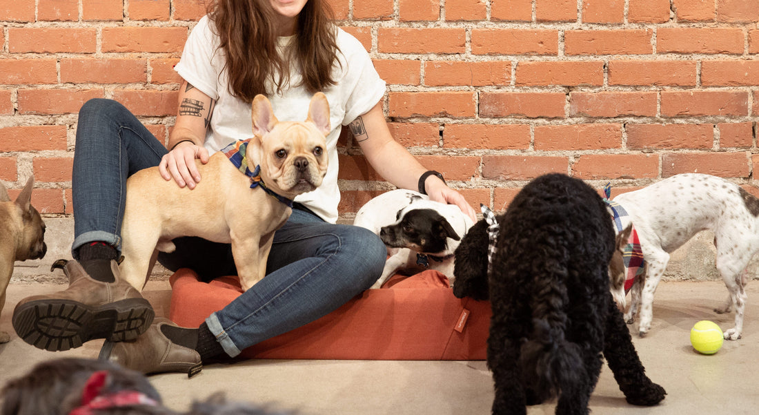 Picture of a woman and 4 dogs sitting on and around a Tuft & Needle dog bed