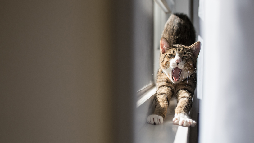 Picture of a cat on a window sill stretching and yawning at the same time