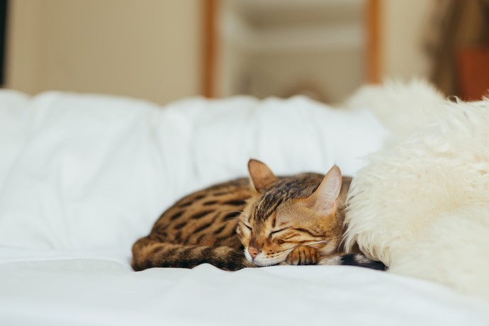 Multi-colored cat sleeping on a bed made with white bedding