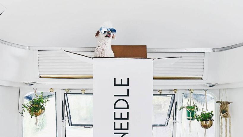 Small white dog peeking its head out of a Tuft & Needle mattress box
