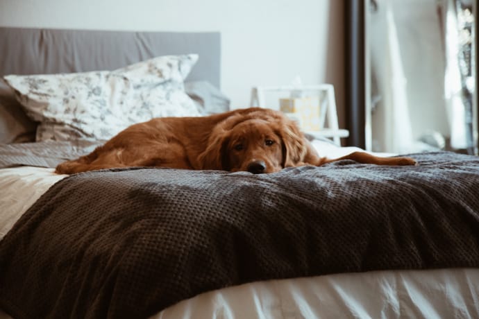 dog on the bed