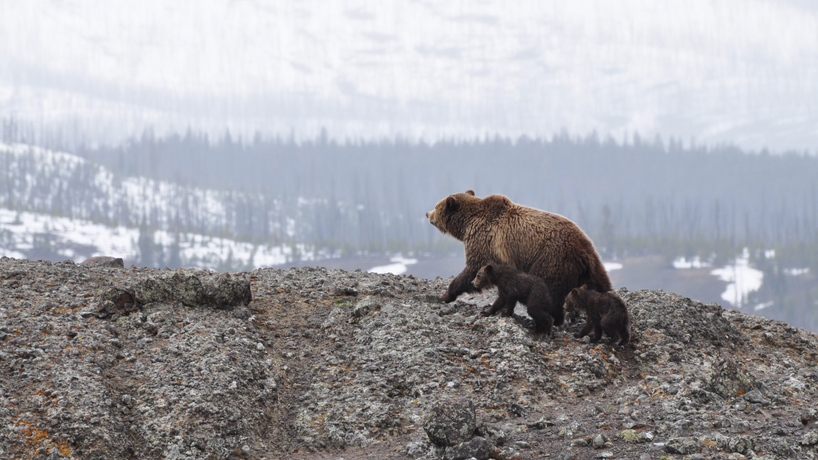 What's Up with Hibernation?