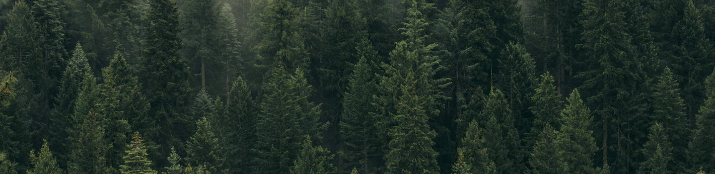Forest full of trees